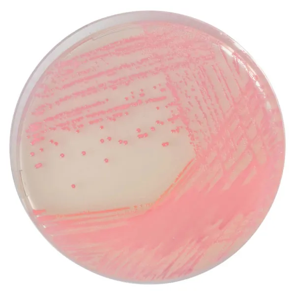 Chromogenic MRSA Medium